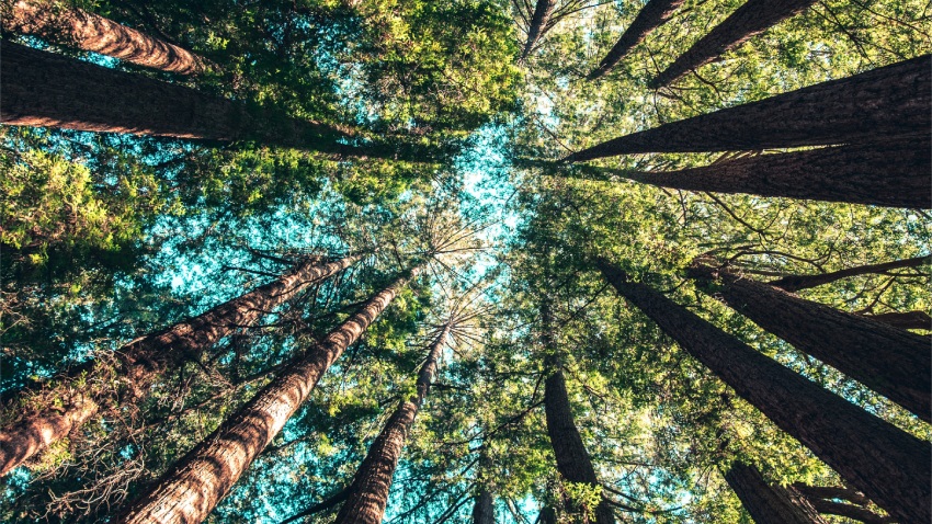 研究：這項運動能提升抗癌的自然殺手細胞活性！在森林中進行的效果更好