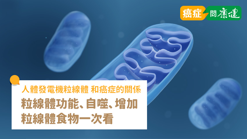 粒線體和癌症的關係是什麼？粒線體功能、自噬、增加粒線體食物一次看
