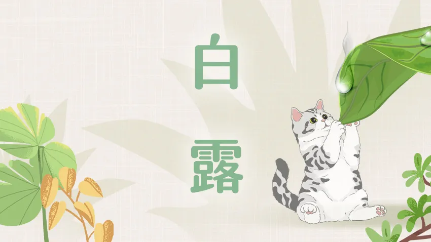 白露抗秋燥　癌友善用澳洲尤加利精油，養肺抗病毒、提升防護力