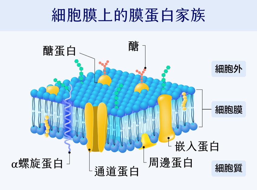 膜蛋白